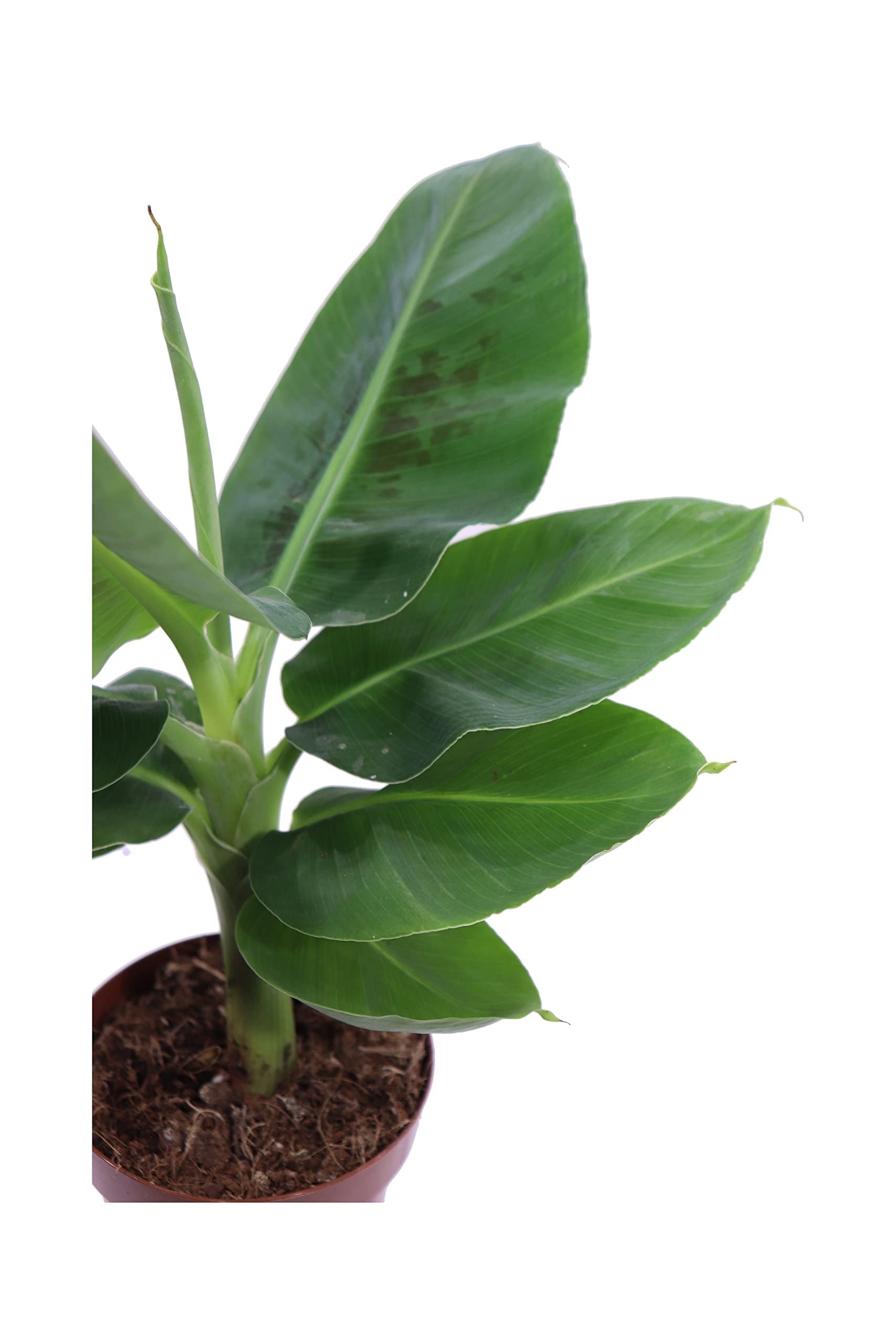 Banano Nano Musa Dwarf Cavendish - Pianta Da Interno, Altezza E Vaso In Cm, Vibrazioni Paradisiache