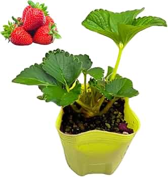 Amazon.co.jp: いちご 苗 宝交早生 販売 初心者でも育てやすい 病気に Amazon.co.jp: いちご 苗 宝交早生 販売 初心者でも育てやすい 病気に