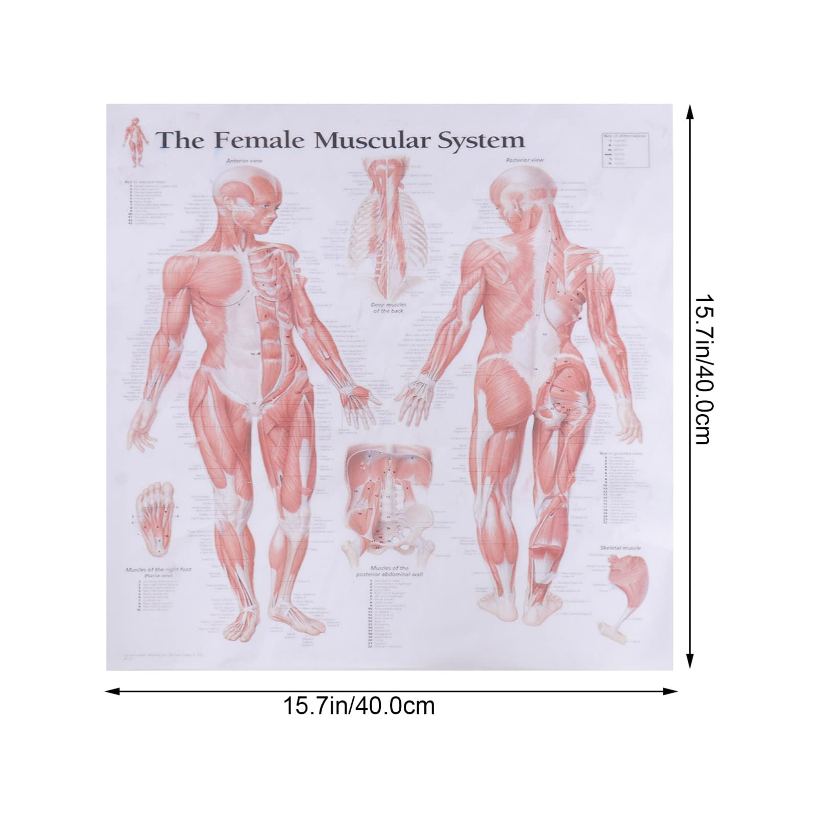 ULTECHNOVO Muscel System Anatomical Poster Female Muscular System Chart Posters The Muscular System Poster for Clinic School Hospital - Image 2