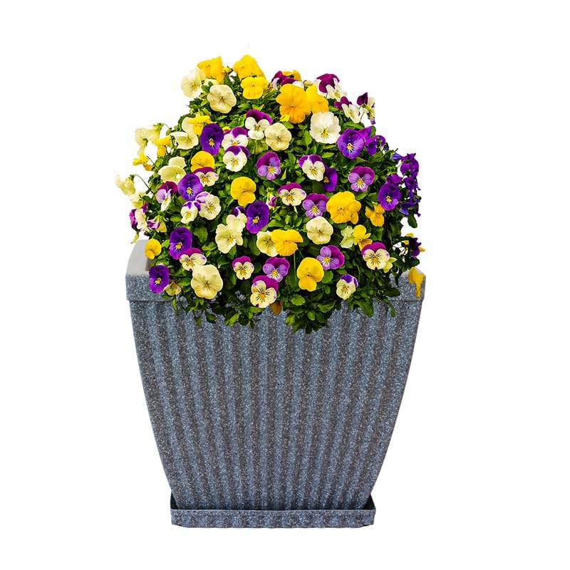 See full amazon price history chart for Garden Tales Decorative Plastic Marble Look Paris_Square Pot with Tray | Flower Pot | Suitable for Home Indoor & Outdoor Gardening Planter - Color : Gray/Granite, Size : 20 Inches (50.8cm) - Set of 1 Garden Tales Decorative Plastic Marble Look Paris_Square Pot with Tray | Flower Pot | Suitable for Home Indoor & Outdoor Gardening Planter - Color : Gray/Granite, Size : 20 Inches (50.8cm) - Set of 1 (B0CXF55W3F) Amazon Price History, Amazon Price Tracker