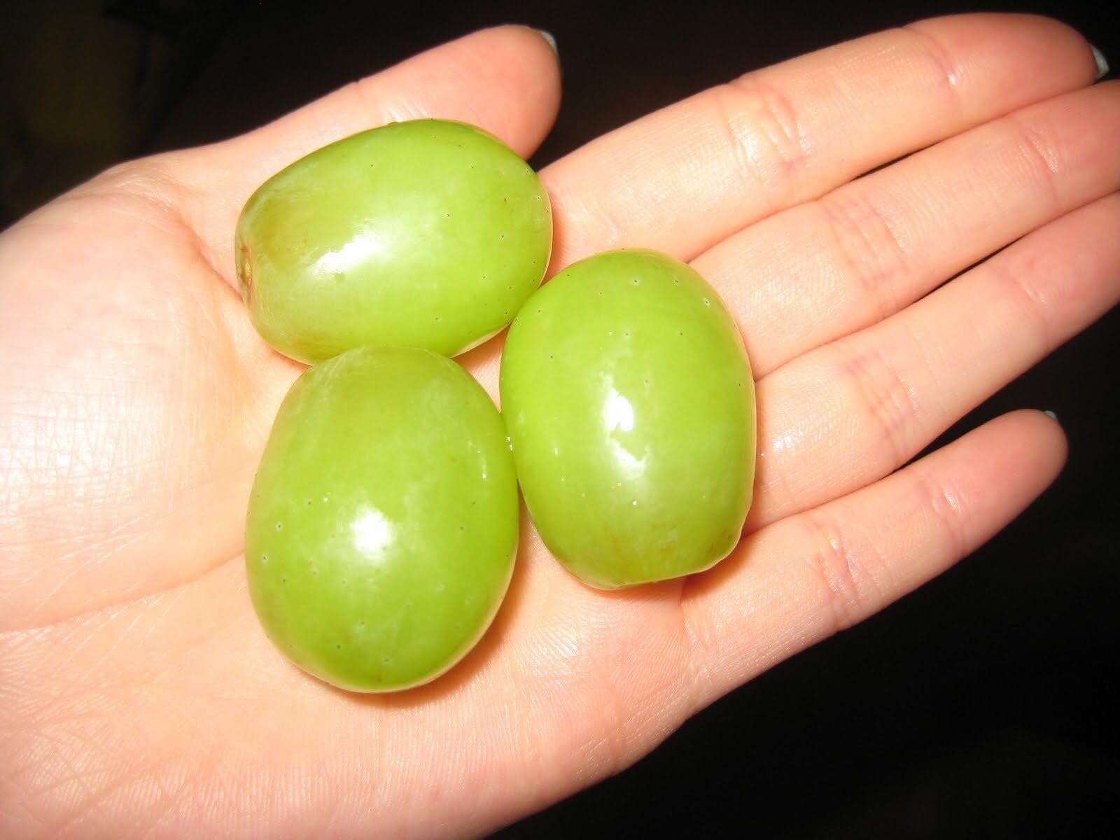 Grape Seeds - Green TAME Giant Muscadine Grape - Super Sweet Fruit