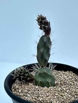 61GHF8YYitL._AC_UF350,