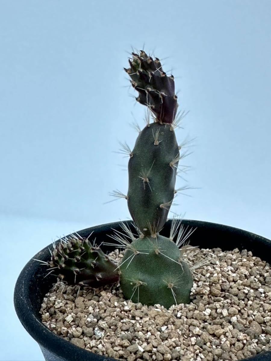 Amazon.co.jp: opuntia tunilla cv.pincel オプンチア ツニラ
