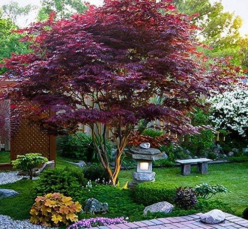 Acer atropurpureum Semillas de arce japonés Perfect Bonsai Bloodgood Top Choice 20 semillas