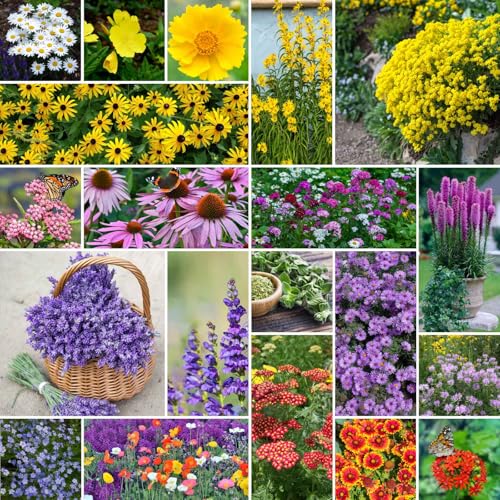 Eden Brothers Perennial Pollinator Wildflower Mixed Seeds for Planting, 1/4 lb, 120,000+ Seeds with Blue Flax, Coneflower | Attracts Pollinators, Plant in Spring or Fall, Zones 3, 4, 5, 6, 7, 8, 9, 10