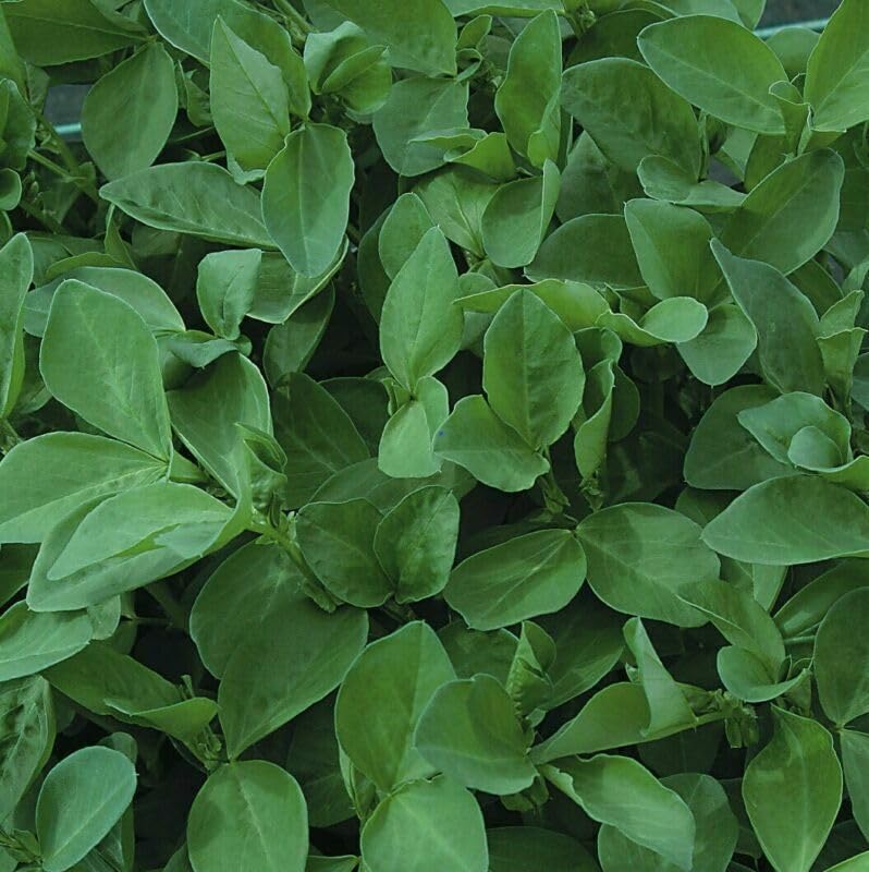 Buy4seeds 800gram Green Manure Field Bean Useful for Garden and Outdoor