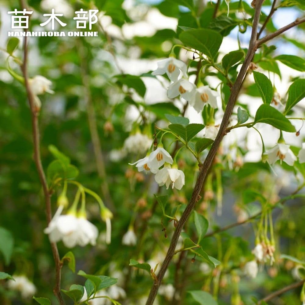 Amazon | エゴノキ 株立ち （白花） 大苗 庭木 | 植木