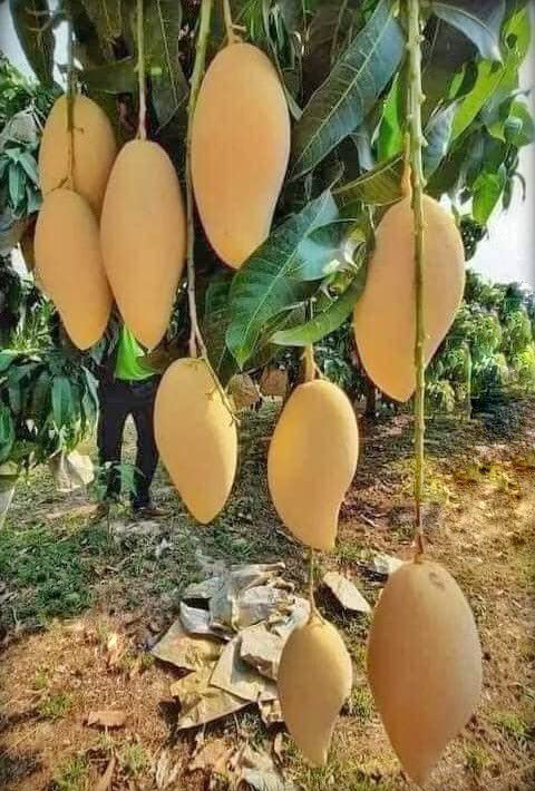Baishnab Mango PlantHybrid Thai Banana Shaped Mango Grafted Live Plant. Thai7