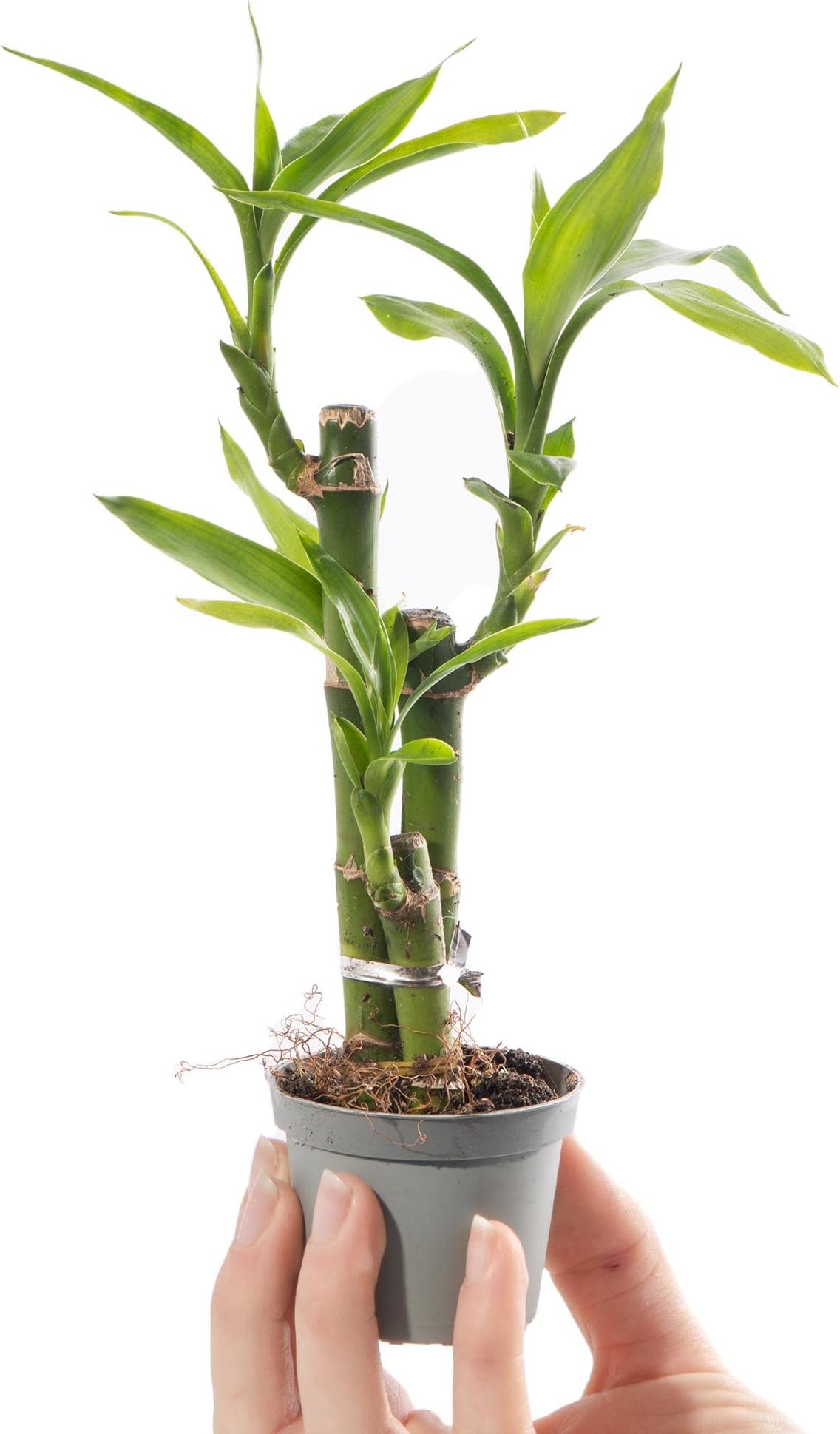 1 x Baby Lucky Bamboo Plant - Dracaena Sanderiana Small Indoor Houseplant in 6cm Pot - for Home and Office - Grow Your Own Baby Plants