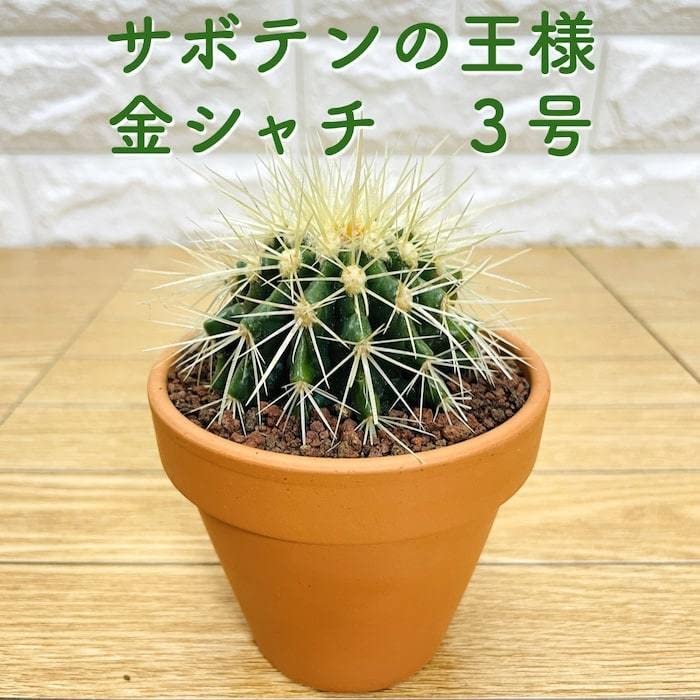 Amazon.co.jp: サボテンの王様 金鯱 3号鉢 観葉植物 多肉植物 金
