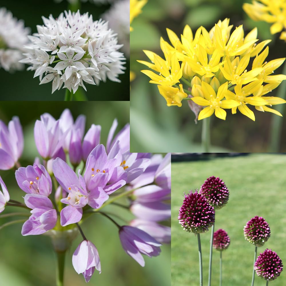 Amazon.co.jp: ITANSE アリウム・スペシャルガーデン 混合15球