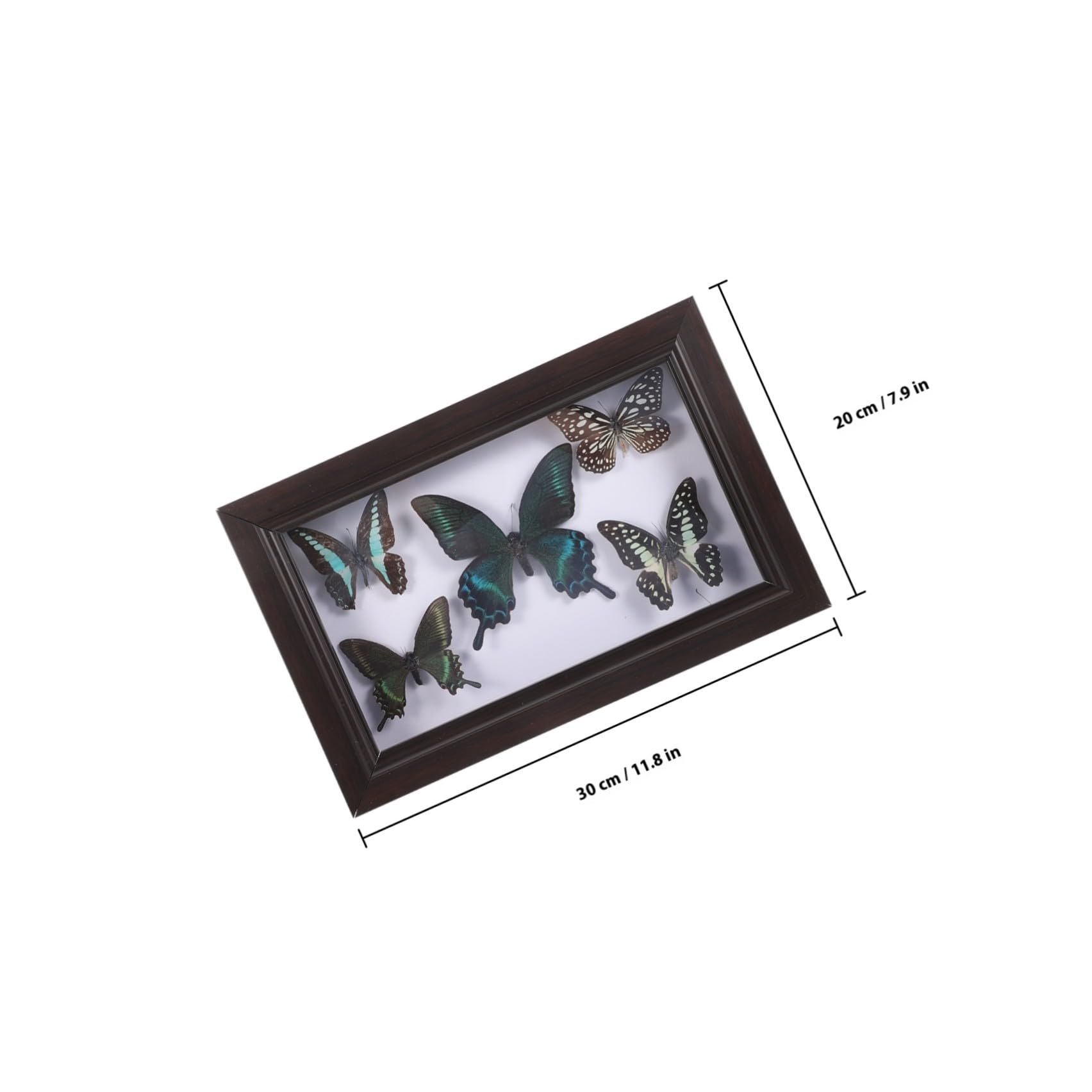 Marco de Exhibición de Mariposas Tapa Transparente y Madera Resistente, Decoración de Pared Hogar y Obsequio para Coleccionistas