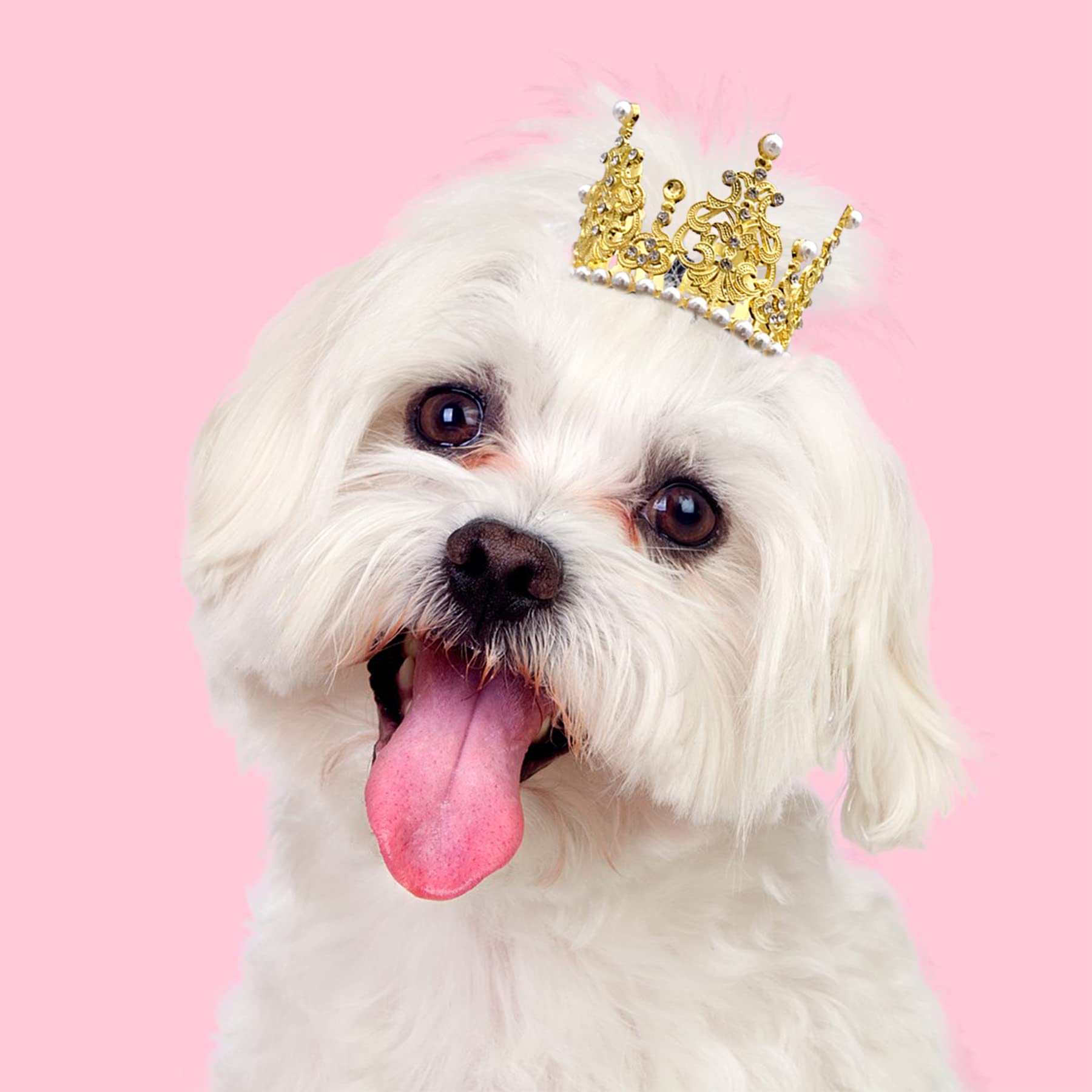 Corona per cani con strass oro argento principessa copricapo festa per cani piccoli e medi gatti