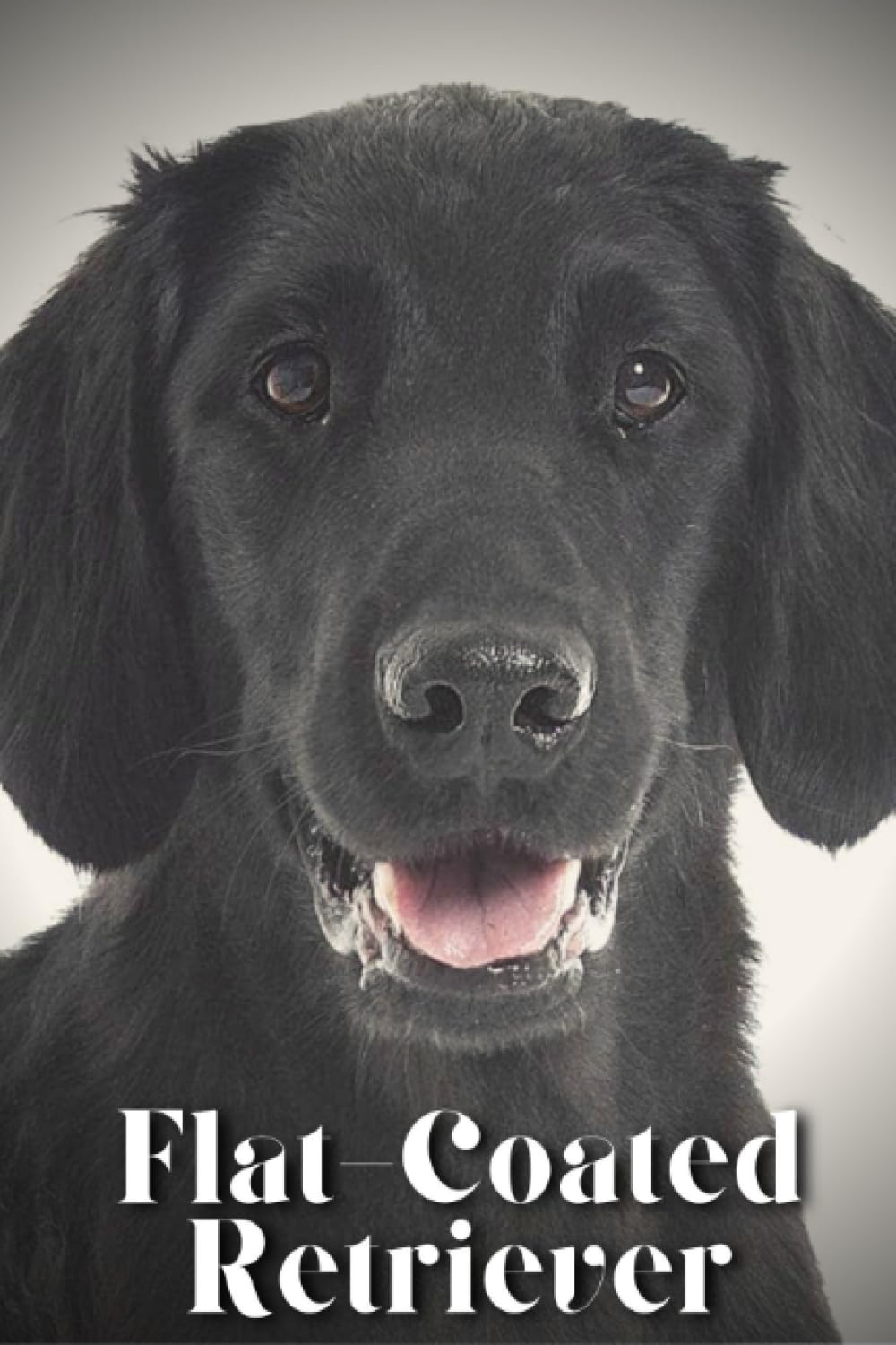 Flat-Coated Retriever: Dog breed overview and guide