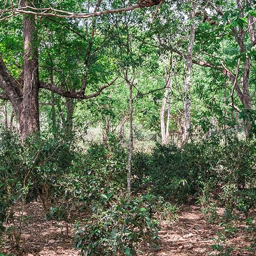 What can ancient tea forests teach us about sustainability?