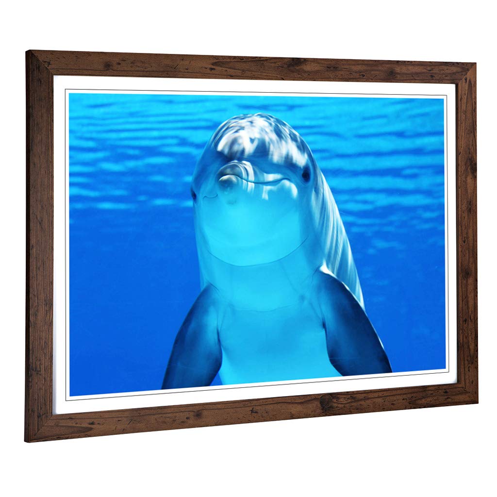 Big Box Art Framed Print of Dolphin (3) Design | Wall Art Picture | Home Decor for Kitchen, Living, Dining Room, Lounge, Bedroom, Hallway, Office, Walnut, A2 / 24.5x18 Inch / 62x45cm