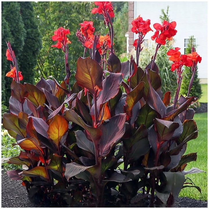 Canna Blumenrohr Farbe Sorte Menge zur Auswahl Weiß Gelb Rot Rosa Bunt Mehrfarbig Orange Mix Knollen Onion Winterhart Mehrjährige Rhizom (Black Knight Rot 1 Stk.)