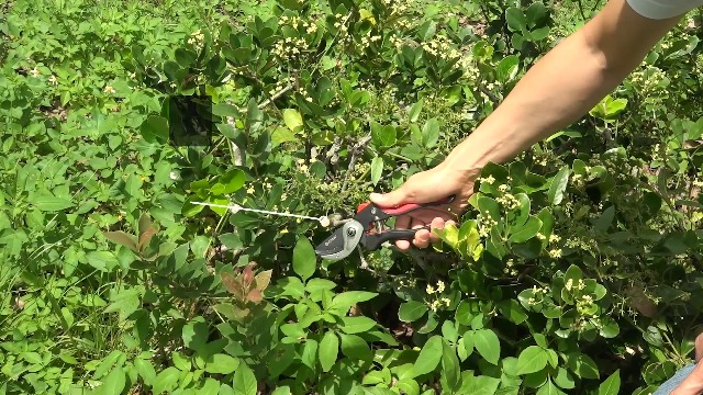 Tijeras de podar anvil ajustables Eden 39000 para jardín miniatura 7