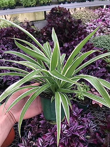 Variegated Spider Plant - Extra-Large - Air-Purifying, Low Mainte...