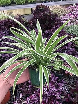 best spider plant air purifier