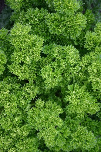 Just Seed - Parsley - Champion Moss Curled - 500 Seeds - Economy Pack