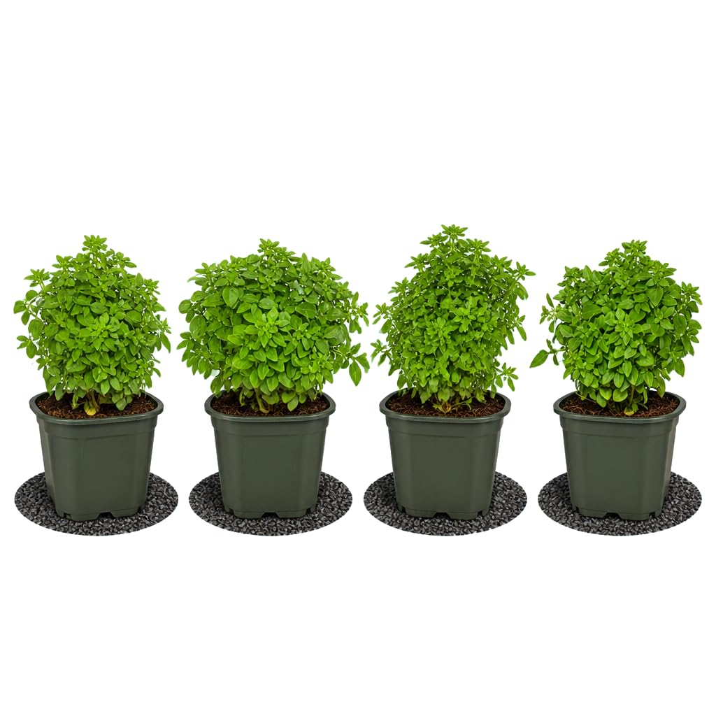 DECOALIVE Ocimum Basilicum Hoja Pequeña - Set de 4 Plantas, Albahaca Hoja Estrecha, Maceta 12 cm, 25-30 cm de Altura - de Aroma Fresco