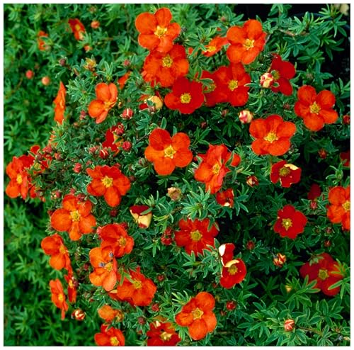 3 x Potentilla fruticosa 'Red Ace' (Gehölz/Heckenpflanze/Winterhart/Mehrjährig/Bodendecker) Roter Fingerstrauch - Ein Feuerwerk aus leuchtendem Rot - Blühende Hecke - von Stauden Gänge