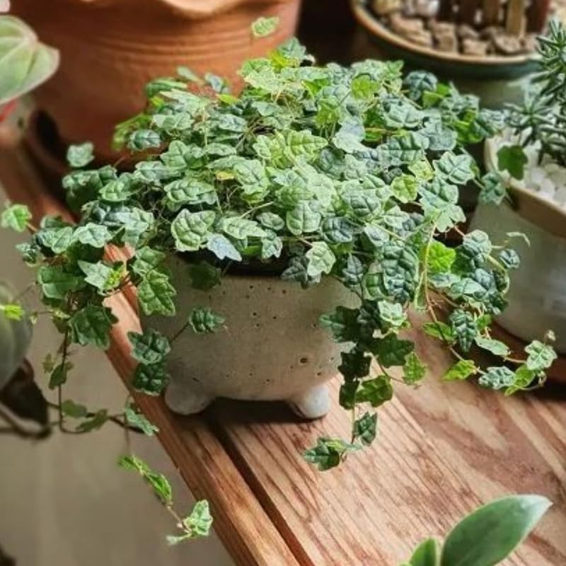 Miniatura 2 de String of Frogs Plant in 4 Inch Pot, Trailing Houseplant String of Frogs Live Plant, Succulents Plants Live Potted for Hanging Baskets, Containers,