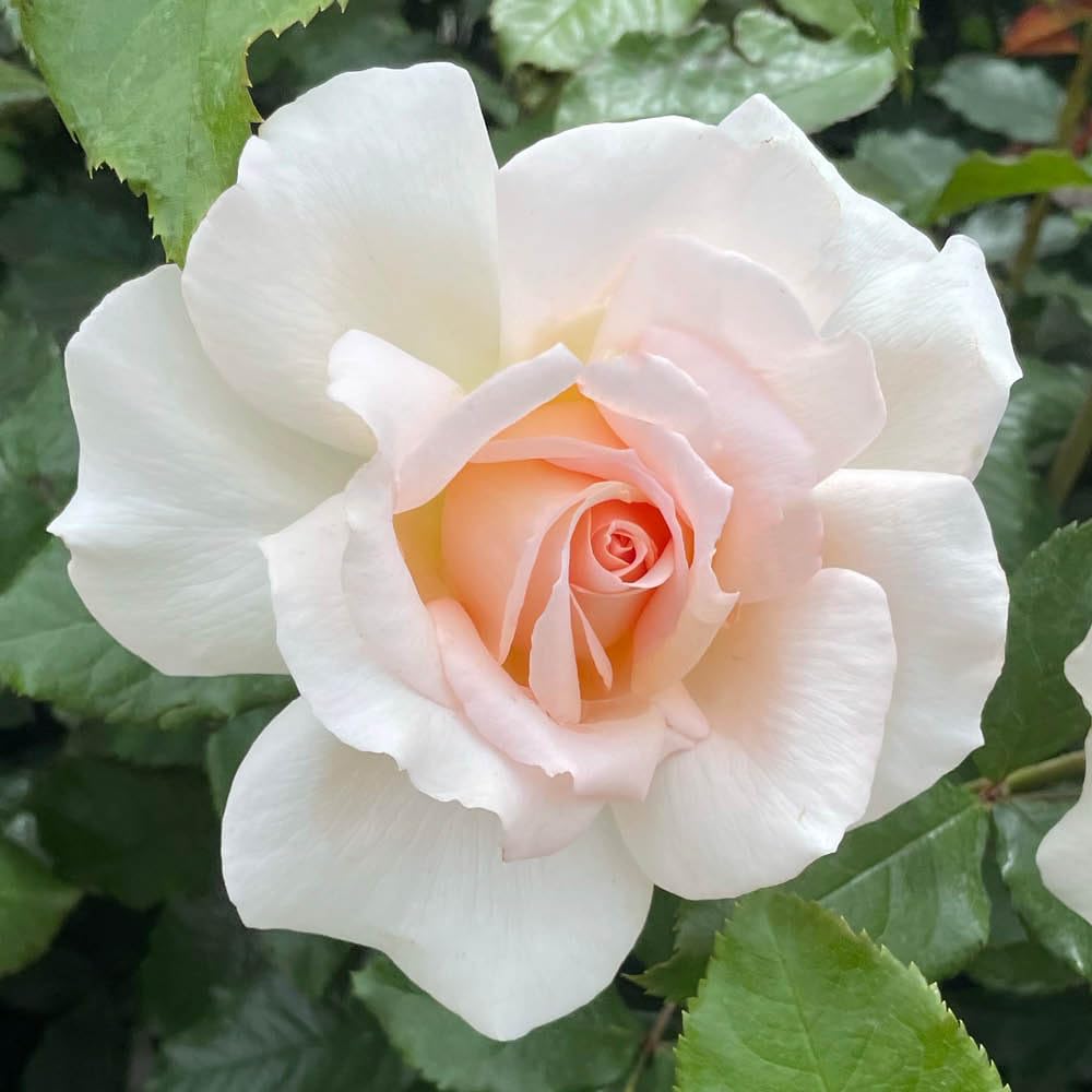 YouGarden Harkness Rose 'At Peace Apricot' ®, Established Rose in 4 Litre Pot, Ready to Plant, For Pots, Beds, and Borders