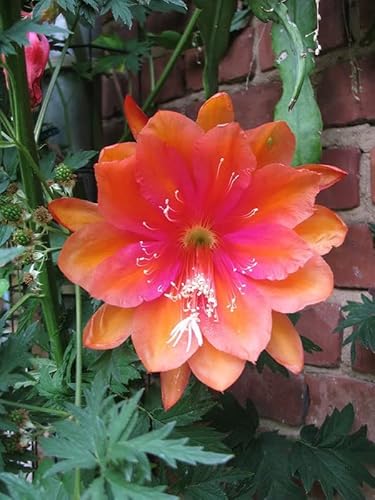 Bold Epiphyllum Orchid Cactus Cuttings, Succulents Plant Live, 6 Inc To 8 Inc Tall, No Root #TOP2