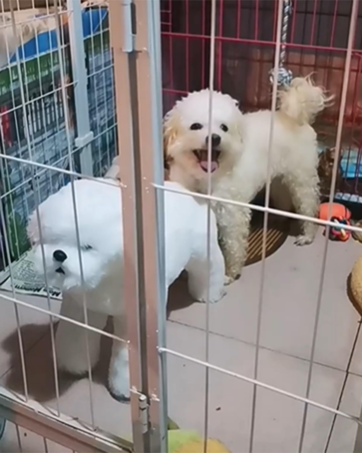 Juguete Interactivo para Perros en Celo, Juguete para Perros con Sensación Táctil Genuina para Equilibrar Las Hormonas, Ayudas Interactivas para El Apareamiento Canino(Height 21cm/8")