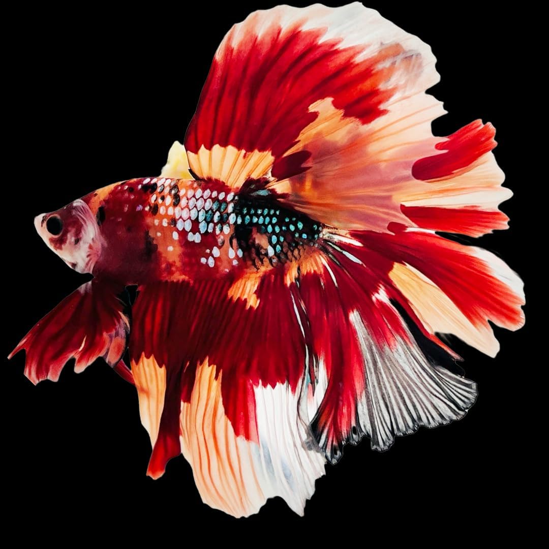 Koi Nemo Halfmoon Male Betta Fish - Live Fish for Aquarium Exotic Freshwater Live Fish