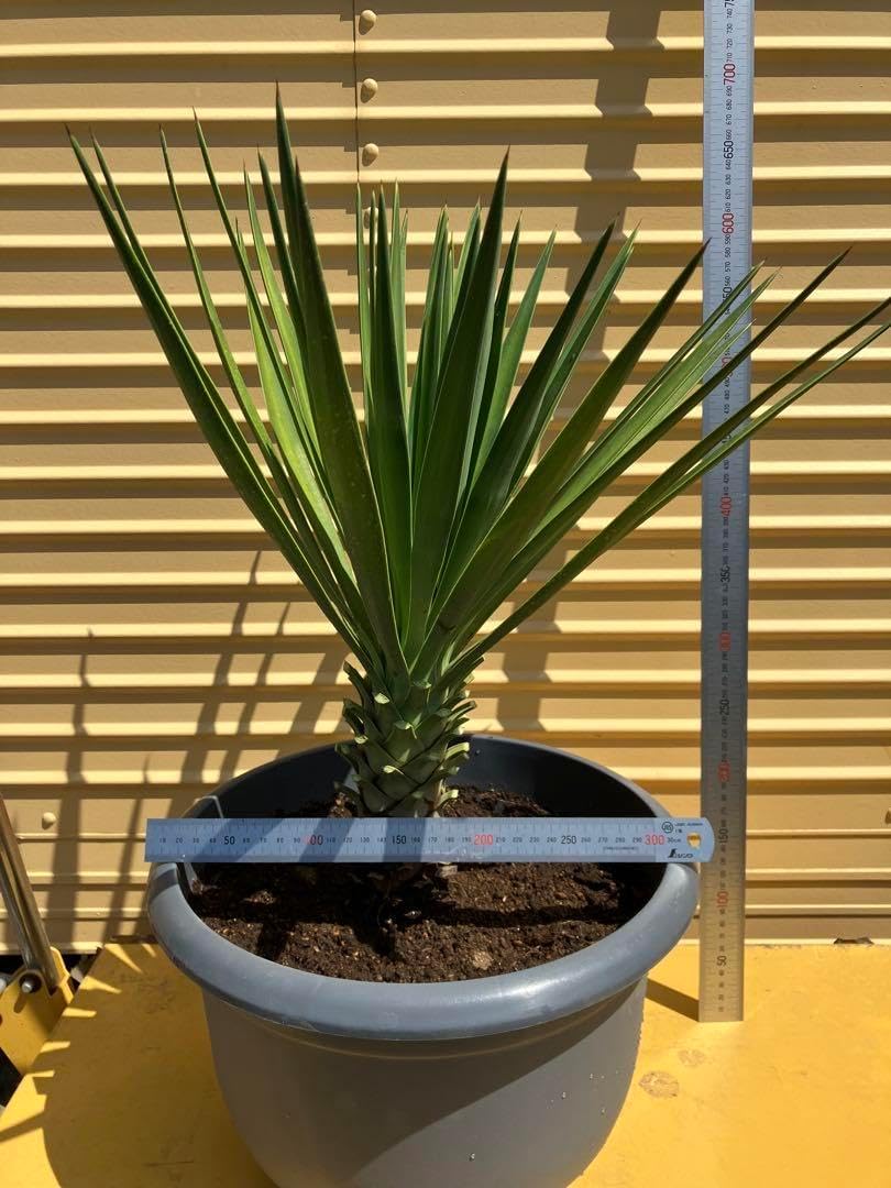 7.8.9.10発根済4株まとめ売り ユッカ アロイフォリア バリエガータ