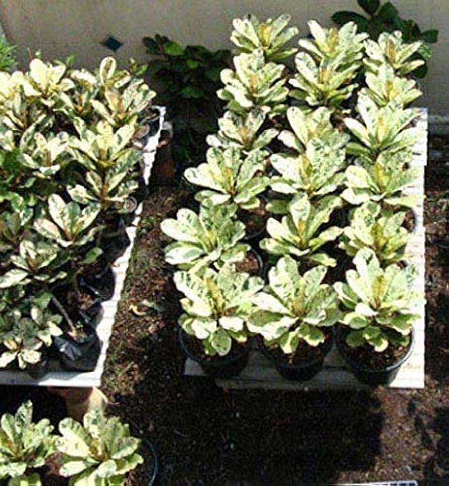 Amazon.co.jp: MAYAプルメリアはフランジパニ熱帯シード新鮮7-12