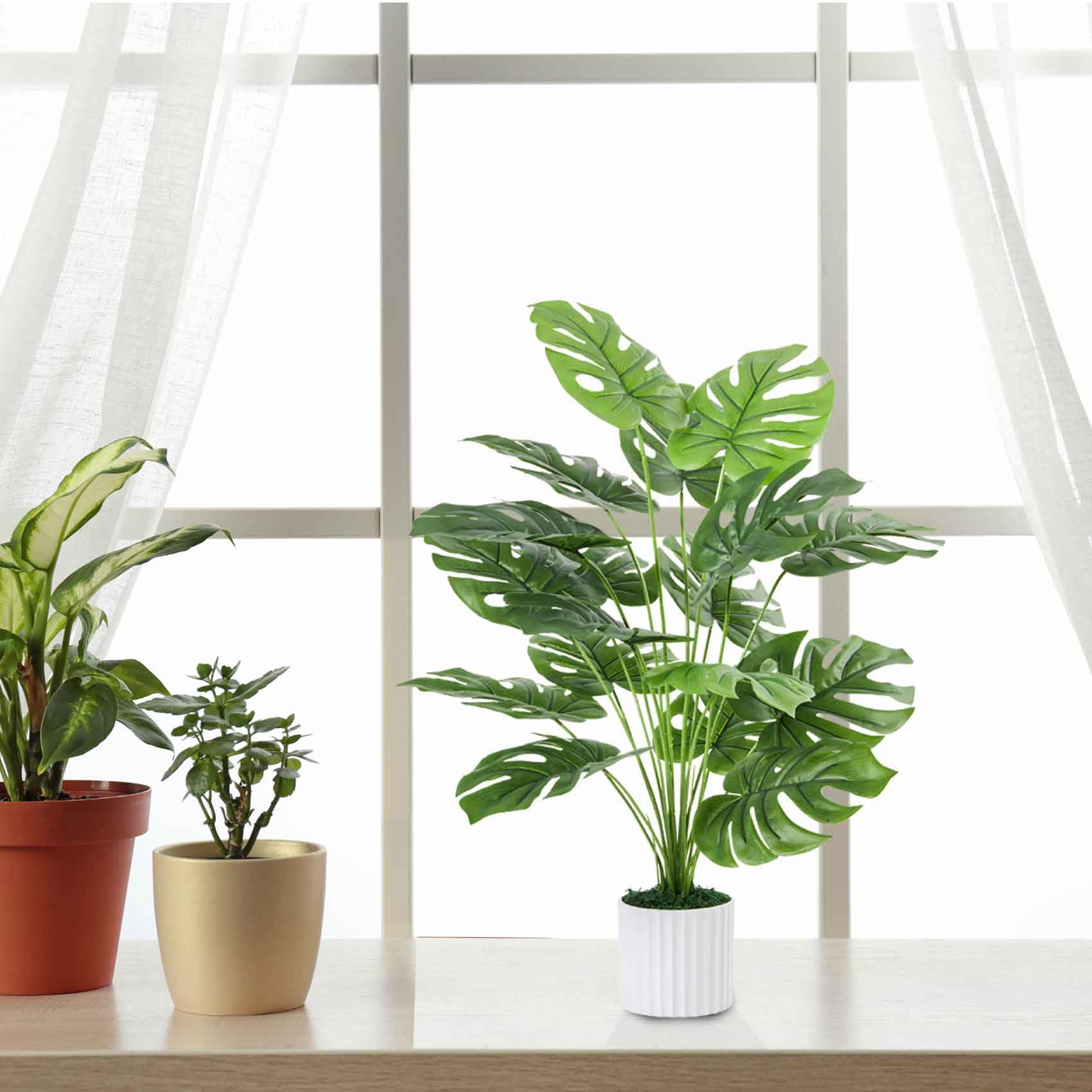 philodendron tortum vermehren Philodendron tortum – filigran geschlitzte Blätter main image 0