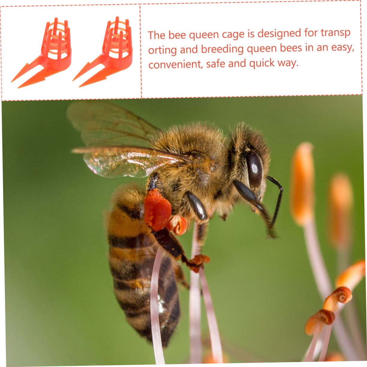 Amazon.co.jp: Milisten 60個プラスチック製女王蜂飼育ケージ 女王蜂