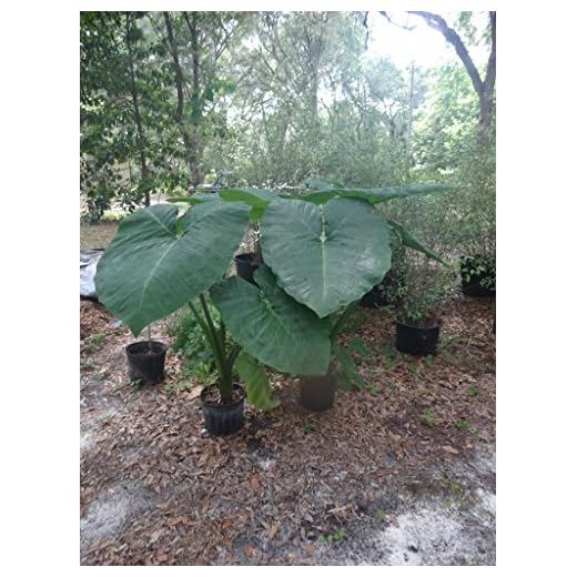 Mary's Giant Colocasia Elephant Ear Plant