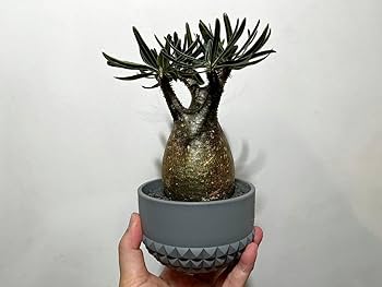 Tadashiパキポディウム　グラキリス　現地株 グラキリス 現地株 Tadashiパキポディウム グラキリス 現地株