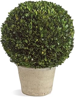 Boxwood 12