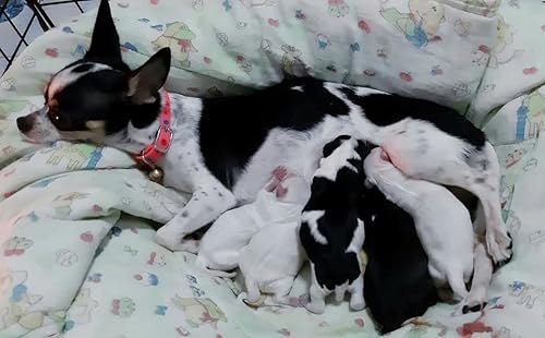 Miniatura 5 de PROFERRIC - Líquido tónico de 100 CC. El mejor refuerzo de sangre para mascotas para perros, cachorros, suplemento de hierro y vitaminas múltiples,