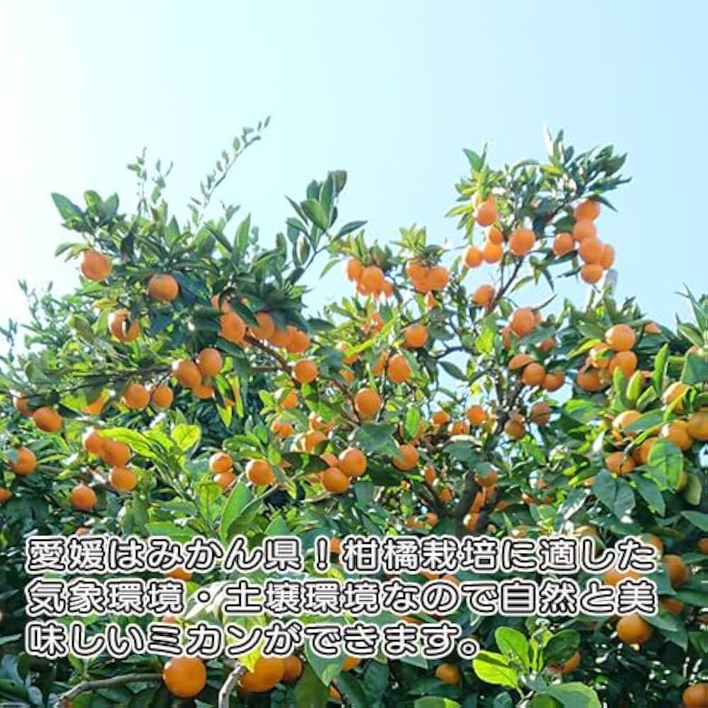 Amazon.co.jp: 甘さと酸味のおいしさが凝縮 小玉みかん 10kg 訳