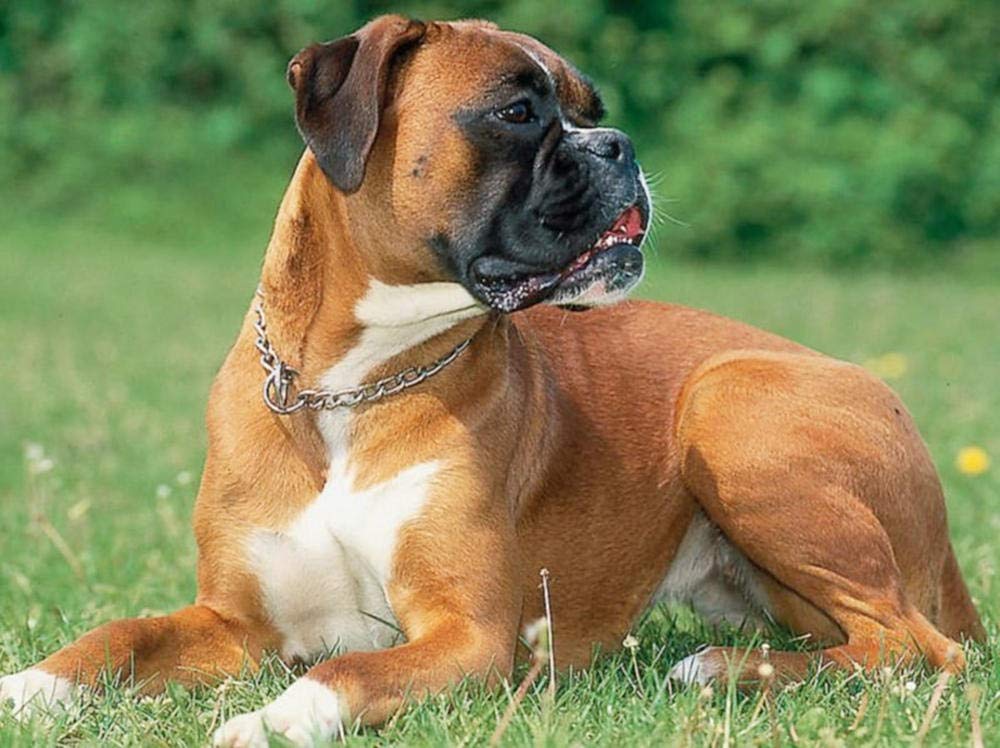 DIY 5D Diamond Painting Kits Large Size Cute Boxer Dog On The Grass Crystal Rhinestone Full Drill Embroidery Art Craft for Home Wall Decor (Square Diamond 19.7Inch*27.5Inch)