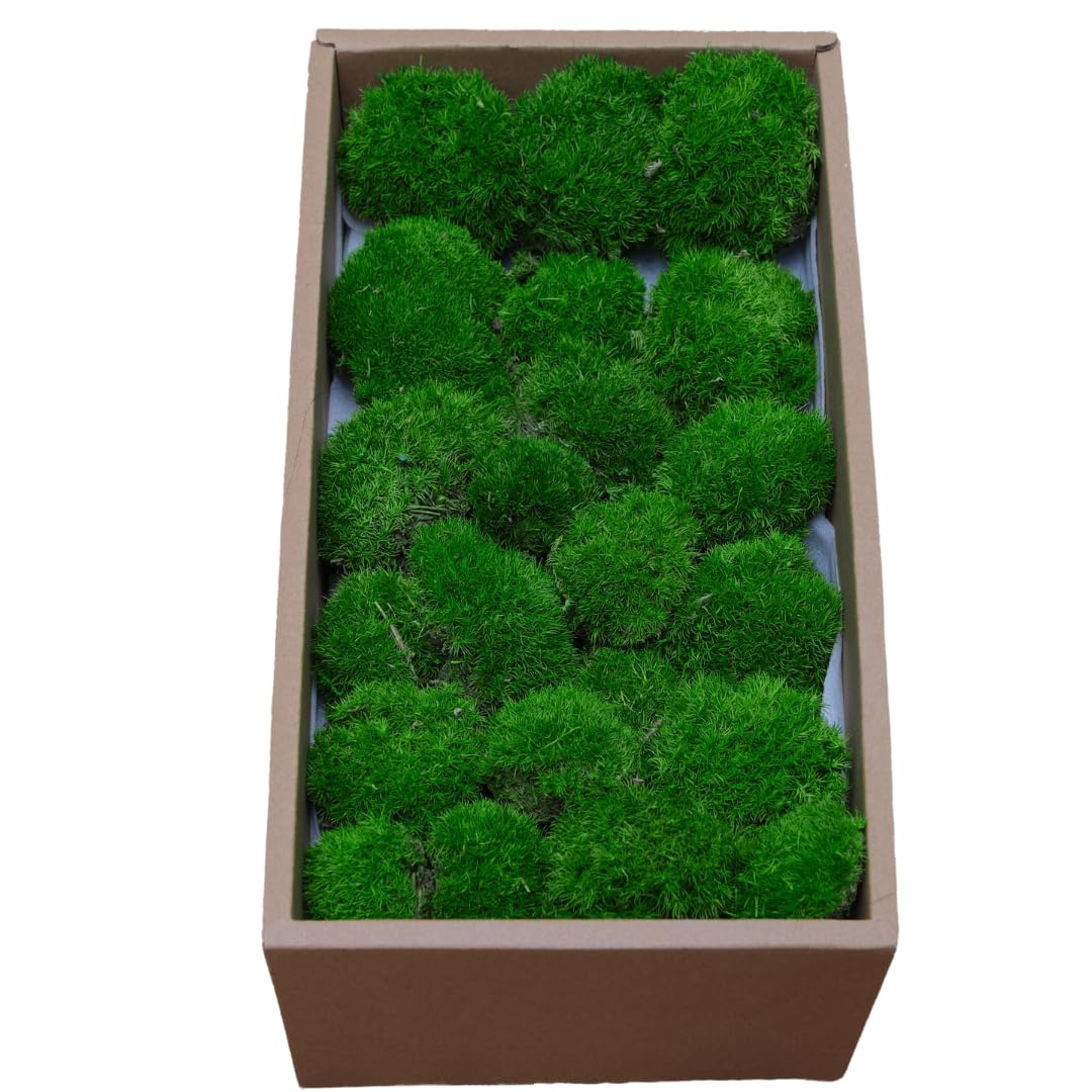 Zencewell Natural Forest Real Preserved Moss For Diy Crafts – Evergreen & No Water Needed – 0.14M² Light Green Natural Dried Moss For Terrariums, Wall Art, Floral Arrangements & Home Décor (Natural Forest)