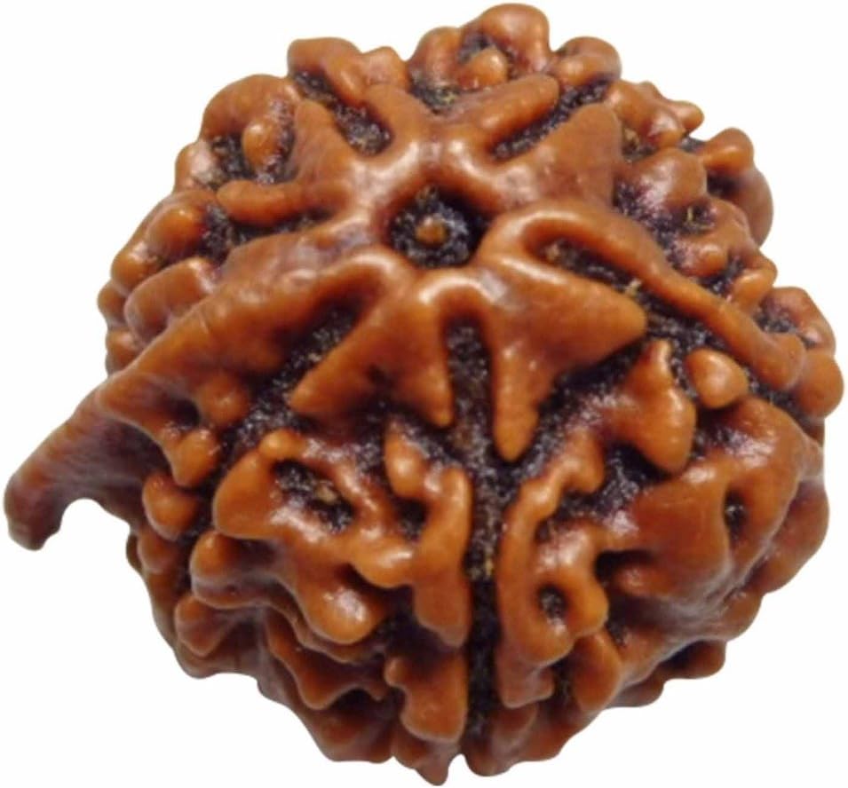 Arihant Gems & Jewels 6 Mukhi/Faced Ganesh Ji Nepali Rudraksha 100% Natural, Original & Certified Astrological Round Rudraksha Seeds Loose Beads (Elaeocarpus ganitrus) Unisex Both for Men & Women