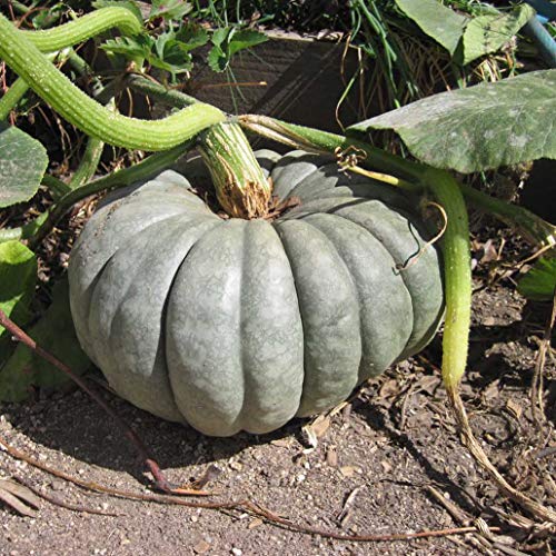 Cemeha Seeds - Pumpkin Queensland Blue Giant Halloween Rare Non Gmo Vegetable For Planting #TOP2