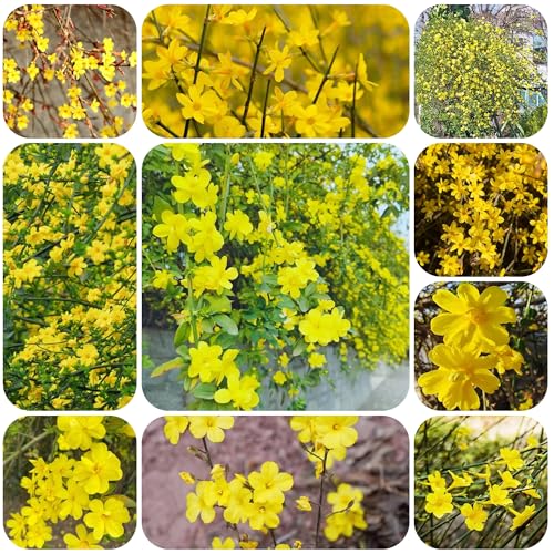 Semillas resistentes de jazmín de invierno, semillas de flores y arbustos Decoración con flores y semillas de árboles plantas exóticas semillas de flores entusiasta de la jardinería 120pcs