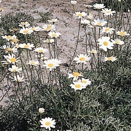 Amazon 国華園 種 花たね 切花向き 白花除虫菊 1袋 粒 21年春商品 花 Amazon 国華園 種 花たね 切花向き 白花除虫菊 1袋 粒 21年春商品 花