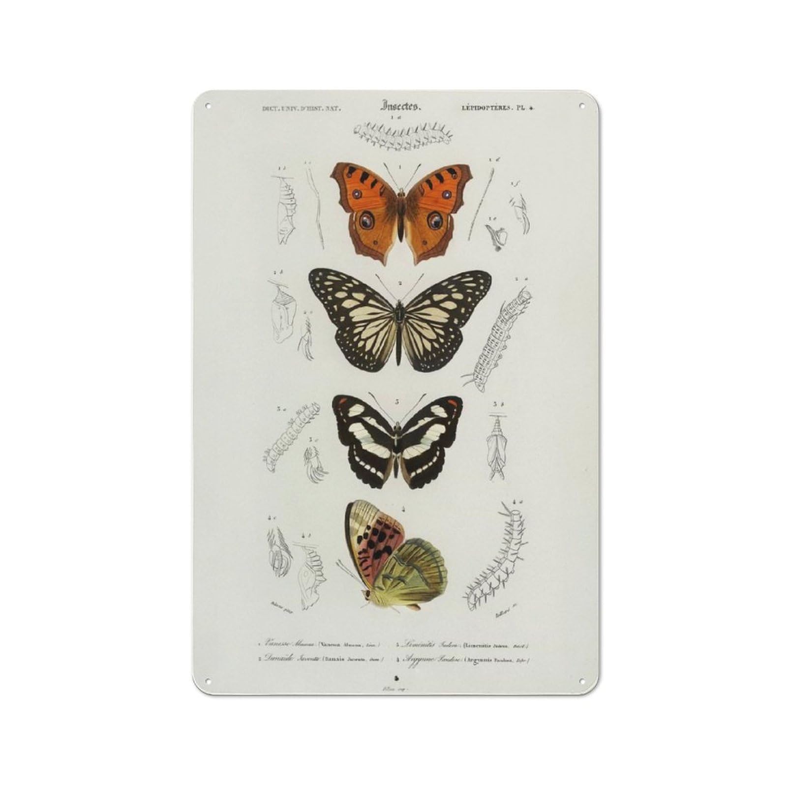 Metal Wall Sign 30x20cm Featuring Collection of Butterflies for Workshop Wall, for Room Styling Across Workshops And Hobby Rooms