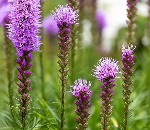 Posterazzi DPI12575422Large - Póster (12.6 x 11.0 in), diseño de flores rosas en floración, multicolor