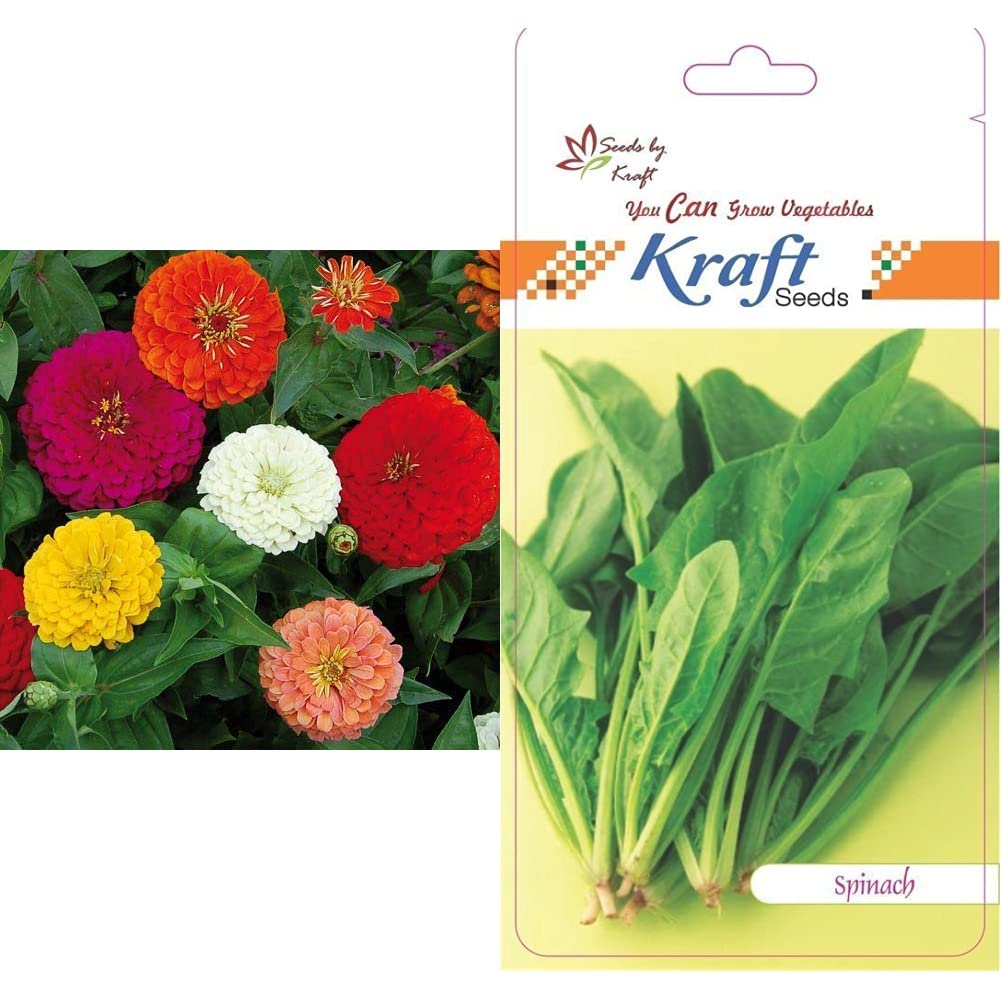 See full amazon price history chart for Kraft Seeds Zinnia Dahlia Flowers Mix GMO-free Seeds (Multicolour) & Spinach Seeds Combo Kraft Seeds Zinnia Dahlia Flowers Mix GMO-free Seeds (Multicolour) & Spinach Seeds Combo (B087D4W7B2) Amazon Price History, Amazon Price Tracker